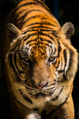 タイのチェンマイのタイガーキングダムの虎