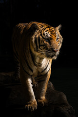 タイのチェンマイのタイガーキングダムの虎