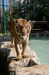 タイのチェンマイのタイガーキングダムの虎