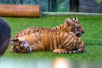 タイのチェンマイのタイガーキングダムの赤ちゃんのトラ