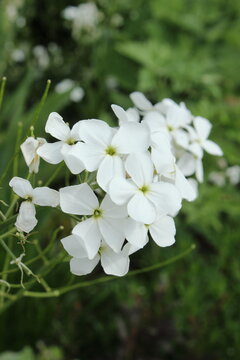 Hesperis matronalis 'Alba', Nachtviole mit wei&szlig;en Bl&uuml;ten