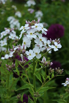 Hesperis matronalis 'Alba', Nachtviole mit wei&szlig;en Bl&uuml;ten