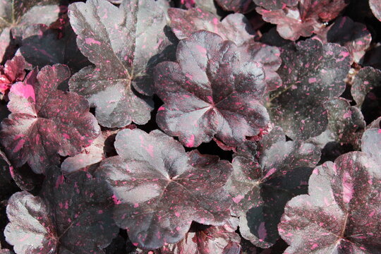  Heuchera 'Midnight Rose', Purpurgl&ouml;ckchen mit dunklem, gesprenkelt