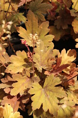 Heucherella 'Sweet Tea', Purpurglöckchen mit beigen Blättern