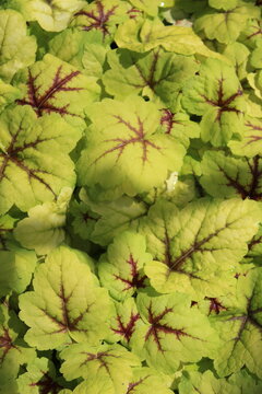 Heucherella 'Stoplight', Purpurgl&ouml;ckchen mit gelben Bl&auml;ttern und braunen Adern