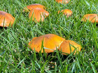 Close-up of butter mushrooms Suillus with orange-brown caps growing among green grass in natural daylight. Wild edible mushrooms in their natural environment, showing texture and vibrant color.
