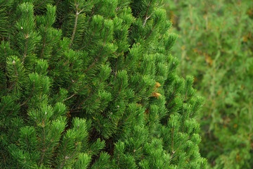 Fresh green pine branches in close-up view. Natural conifer texture and evergreen background with dense needles. Perfect for nature, forest, or botanical themes.