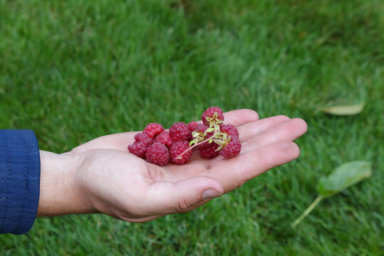 Close-up of a hand holding fresh ripe raspberries outdoors. Harvested red berries against a green grass background. Natural organic food and healthy lifestyle concept.
