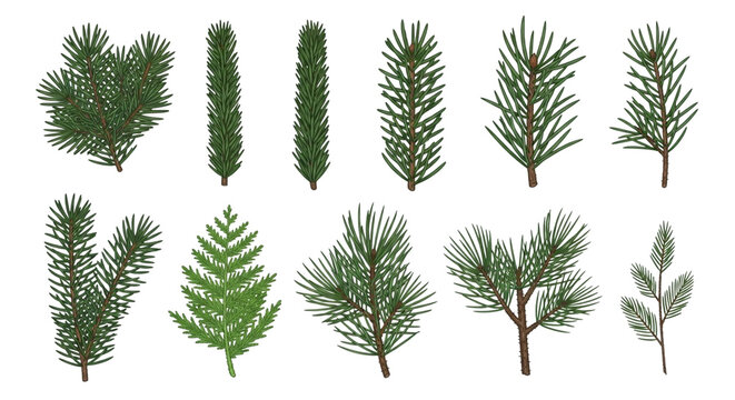 Collection of various evergreen tree branches and pine needles isolated on transparent background for holiday design and nature illustration - Powered by Adobe