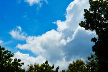 White clouds and blue sky framed by the silhouette of teak treetops