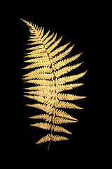 Gold fern leaf frond flora isolated on black background. Nature design symbol for decorative purposes, logo, greeting card.