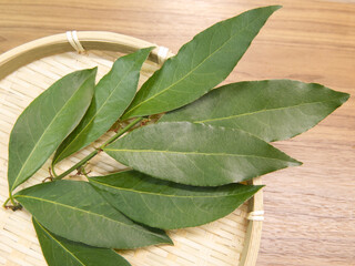 ローリエの生葉