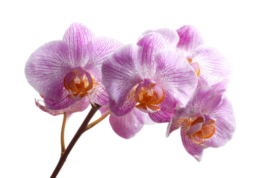 Delicate pink orchid flowers isolated on transparent background. Delicate pink orchid blossoms isolated on white background.
