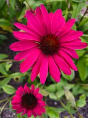 Obraz premium Close-up of a vivid purple coneflower in full bloom, showcasing detailed petals, textured center and natural daylight clarity in a bright summer garden.