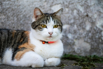  Portrait of a cat outdoor .