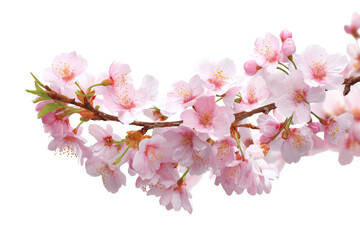 Naklejka premium Delicate pink cherry blossom branch isolated on transparent background. Close-up of delicate pink cherry blossoms blooming on a branch isolated on white background.