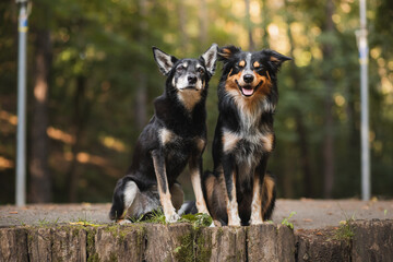 Naklejka premium a tricolor border collie dog and an australian kelpie sitting next to each other in a park in the summer