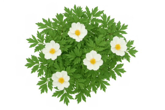 Group of white anemone flowers with yellow centers blooming on a green plant, isolated with a transparent background