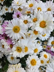 bouquet of daisies