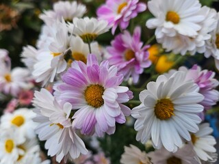pink and white daisies