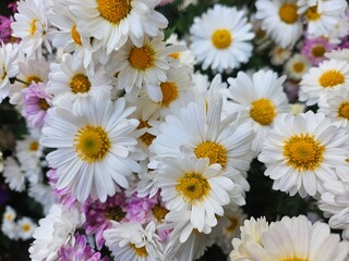 bouquet of daisies