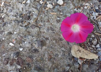 pink flower on the sand