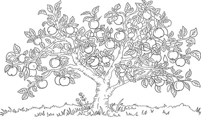 Black and white outline drawing of a mature apple tree laden with fruit vector illustration