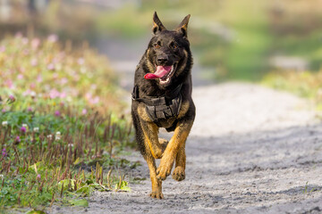 Very energetic young female German Shepherd of the working line, trotting and working hard to become a good sniffer dog or police dog