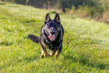 Very energetic young female German Shepherd of the working line, trotting and working hard to become a good sniffer dog or police dog