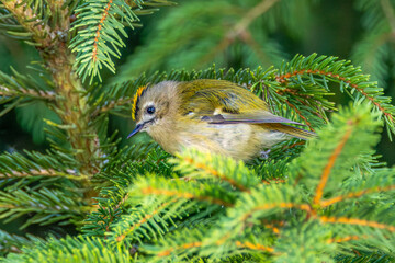 Close-up of a Goldcrest, Regulus regulus, on a spruce branch with a clearly visible golden-yellow stripe on the head plumage