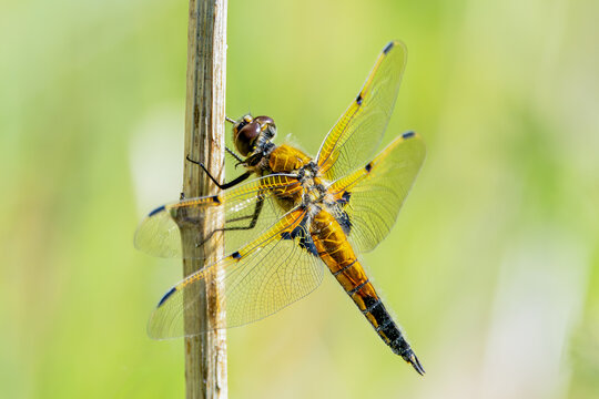 Close-up of a male Four-spotted Chaser or Four-spotted Skimmer, Libellula quadrimaculata, clinging to a vertical plant stem with a hazy green background.