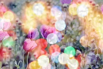 Purple poppy flowers with  bokeh background, poppy flowers in meadow, vintage color style