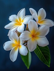 Naklejka premium Plumeria blossom five white flowers with yellow centers, green leaves, dark background