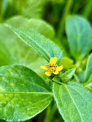 Fototapeta premium The image features a small yellow flower with multiple tiny black stamens at its center, surrounded by vibrant green foliage. The flower is nestled among broad, textured leaves