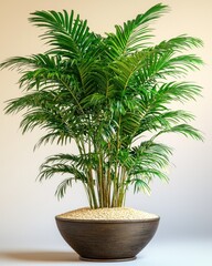 Obraz premium Potted parlor palm with multiple fronds, brown pot and yellow soil