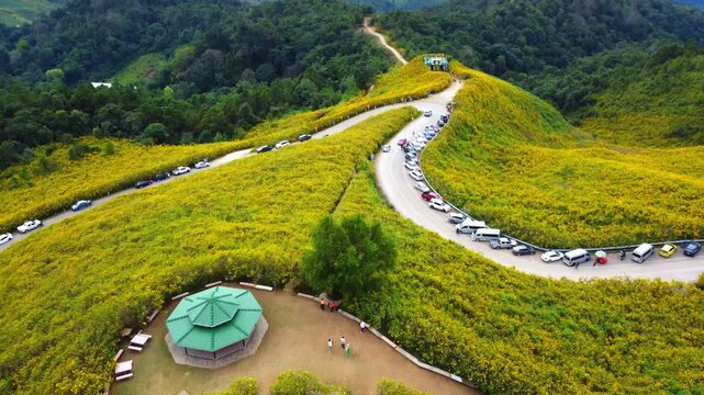 Aerial view of the Dok Bua Tong flower field at Doi Mae U Kho in Mae Hong Son, Thailand
