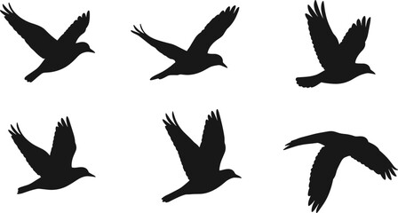 Six black bird silhouettes in flight on a white background flying wing