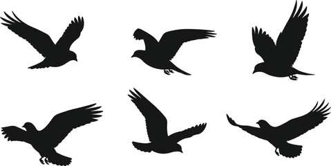 Six black bird silhouettes in various flight poses on white background flying wings