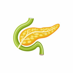 Internal Organ Anatomy Illustration Isolated Human Pancreas Digestive Gland