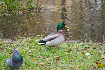 A beautiful drake stands on the shore of a lake. Autumn park and lakes with birds. Birds in the city. Beautiful bird