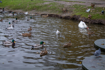 Many birds are swimming in the lake in the park. Kaliningrad region, autumn