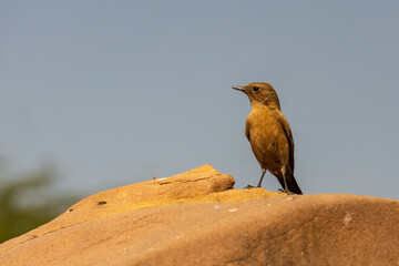 red winged blackbird closeup shot of stone chat in natural habitat