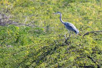 great blue heron perching on tree top