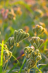Finger Millet Crop Field (Ragi Field)