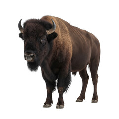 A Majestic American Bison Stands Proudly Isolated on a Transparent Background with Detailed Fur and Noble Horns Under Soft Lighting