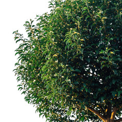 A Lush Green Tree with White Flowers and Sunlit Leaves Against a Transparent Background Studio Shot