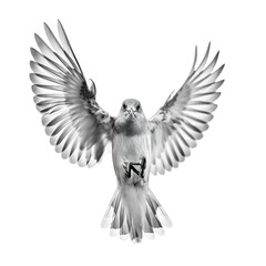 A Majestic Bird Spreading Its Wings in Mid Flight Against A Black Background Capturing A Moment of Freedom and Grace