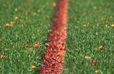 Tulips petals between the rows in the field          