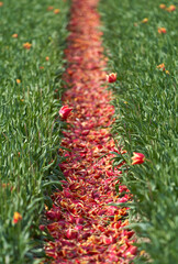 Tulips petals between the rows in the field          