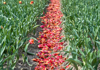 Tulips petals between the rows in the field          